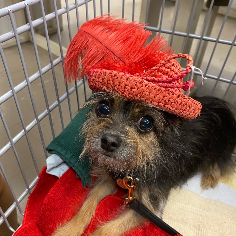 For charlotte do not buy plzzzz